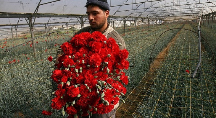 Israeli blockade, lack of water deprive Gaza of flowers